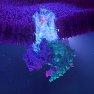 Septerna
